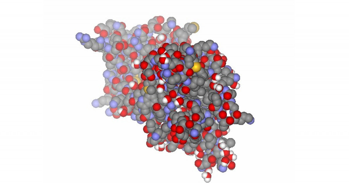 BDNF: La Proteína Cerebral que Está Transformando la Investigación sobre Memoria y Aprendizaje